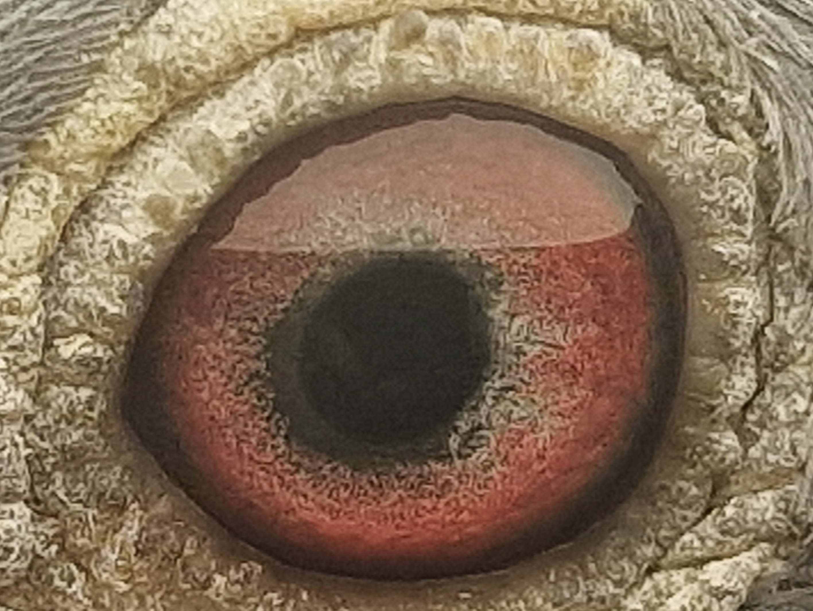 Pigeon eye